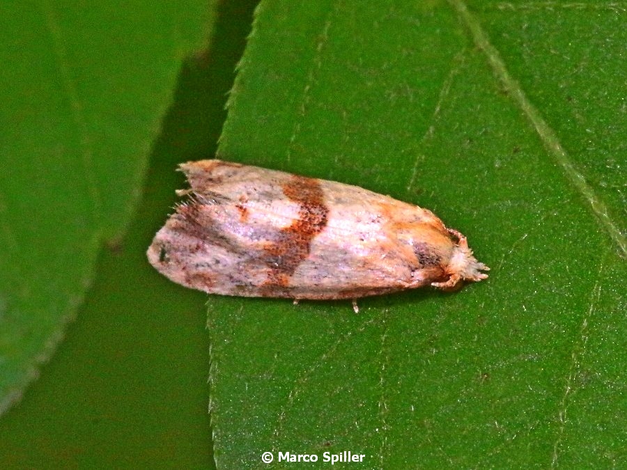 Falena da identificare: Phalonidia contractana - Tortricidae